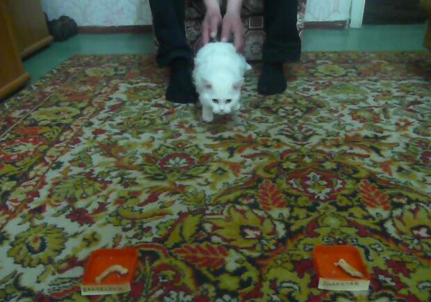 Кот отдал предпочтение "Шахтеру". Фото: Влад Беспалов