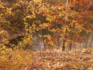 Опавшие осенью листья коммунальщики выбросили в ставок. Фото: sxc.hu