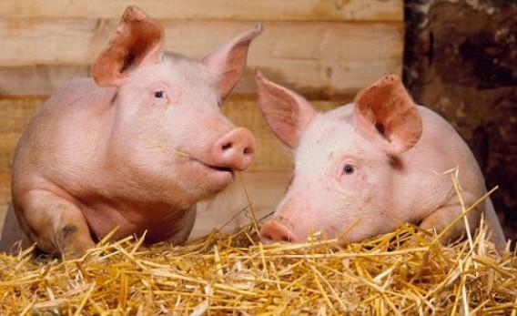 Донецким свинкам угрожает африканская чума. Фото с сайта gudok.com.ru