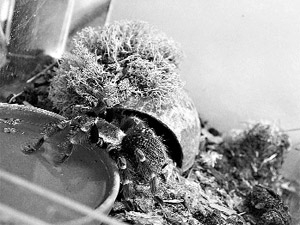 Один из самых дорогих экземпляров коллекции - брахипельма смити. Пауку уже почти десять лет, туловище выросло до 8 см, цена - 5 тысяч евро. Фото: kp.ua