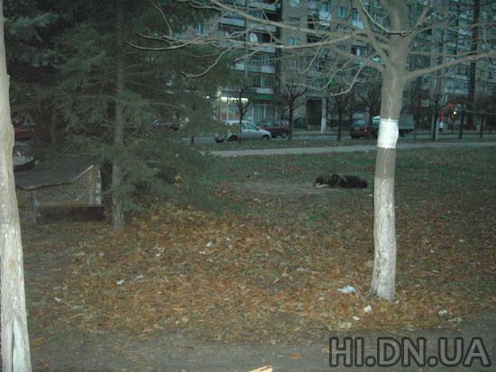Собаку подселили в "апартаменты" посреди улицы. Фото: hi.dn.ua