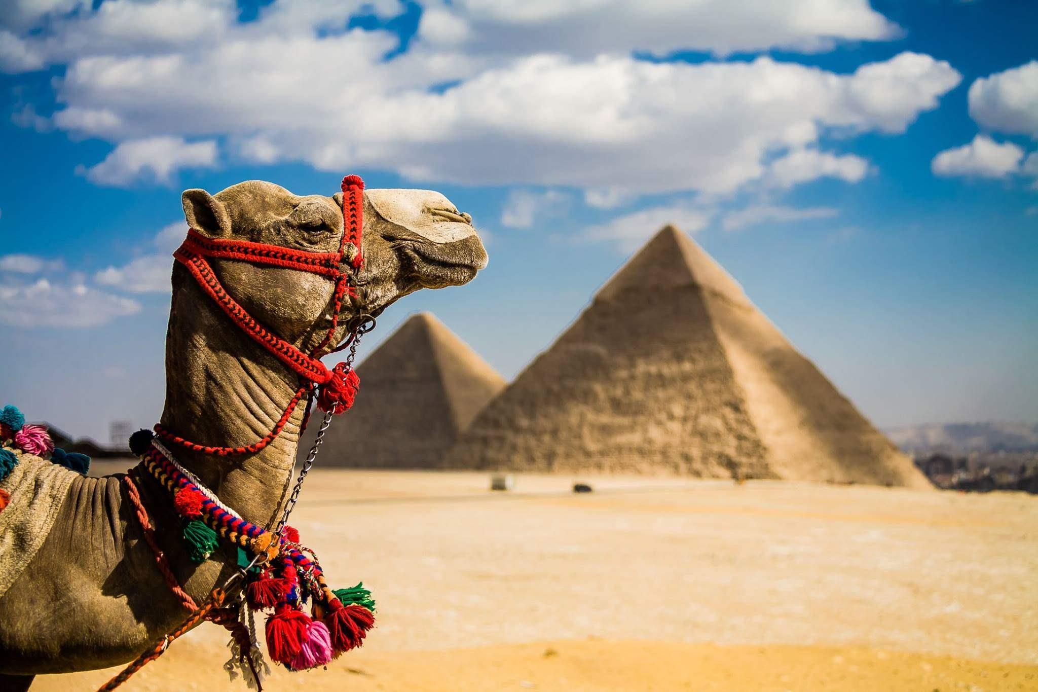 Новость - События - Приехали: Египет вводит визы для туристов