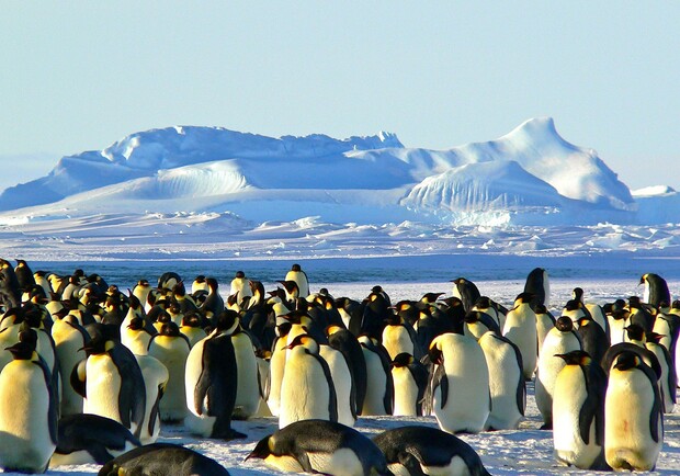 Стань полярником: правительство отбирает людей для экспедиции в Антарктиду. Фото: Pixabay