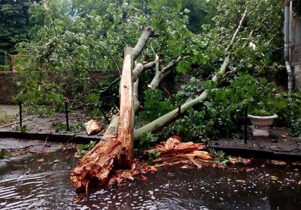 Дерево раздавило машину одессита: спустя год он отсудил у города 86 тысяч. Фото: «Горзелентрест»
