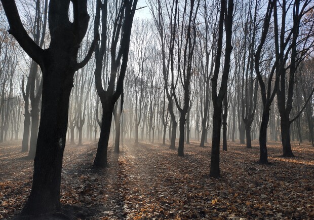 Полюбуйся: одесский парк окутал густой туман, а пляжи накрыло пеной. Фото Ивана Бошку