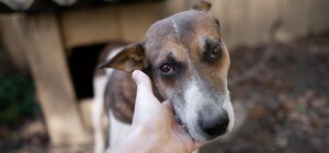 В Одесской области посадили мужчину, который топором зарубил собаку и отрезал головы ее щенятам