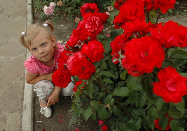 Сейчас в Донецке растет порядка 20 тысяч кустов роз. Фото: Константин Буновский