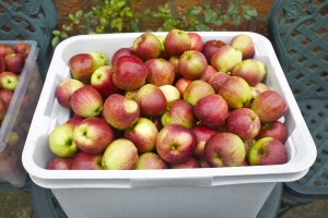 1,5 килограмма яблок на каждого ребенка. Фото: http://www.sxc.hu