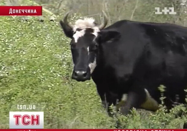 Владельцы стада уверены, что скот имеет право сам выбирать дорогу. Фото: http://ru.tsn.ua