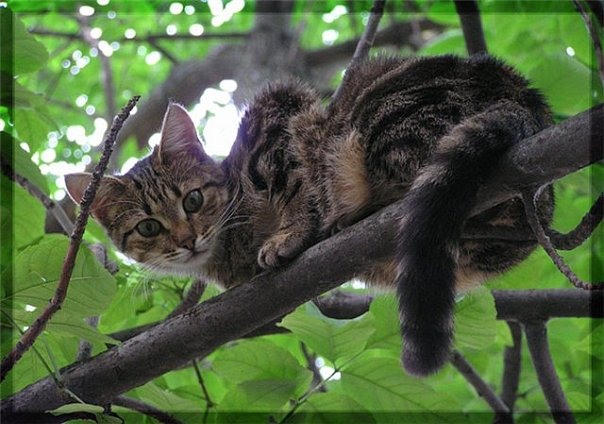 Полез спасать кошку и застрял сам. Фото: fotki.yandex.ru