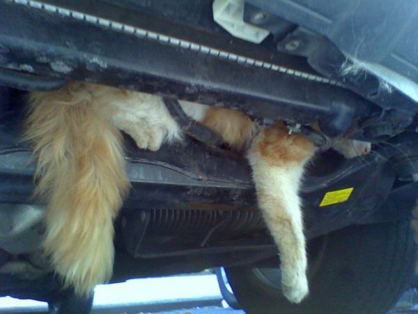 Кот под капотом