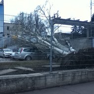 Ураганный ветер повалил громадное дерево на стоянку. Фото: ipm.ua 