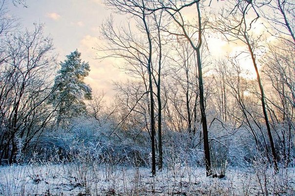 Зимой заповедный лес под Донецком сказочно красив. Фото: vk.com