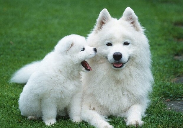 Самоеды - очень красивые собаки. Фото: wallplanet.ru