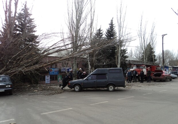 В Дзержинске ветер повалил огромное дерево на автомобили. Фото: пресс-служба МЧС