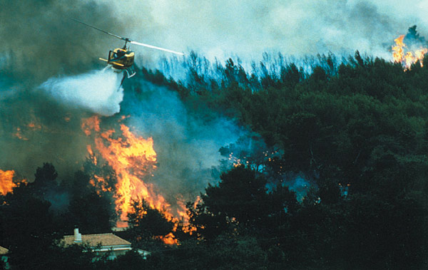 Власти области пытаются предупредить лесные пожары.
Фото unep.org