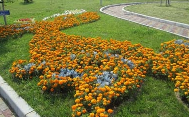 В Донецке идет подготовка к традиционной выставке цветов. Фото: blago.dn.ua