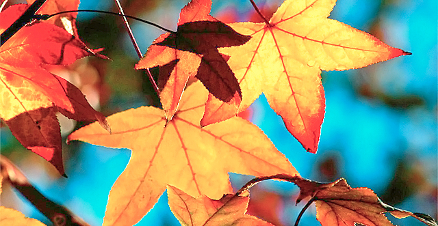 В течение дня без существенных осадков. Фото с сайта <a href="http://www.hdwallpapersfan.com/autumn-leaf-wallpapers.html/autumn-leaf-wallpapers3">hdwallpapersfan.com</a>.