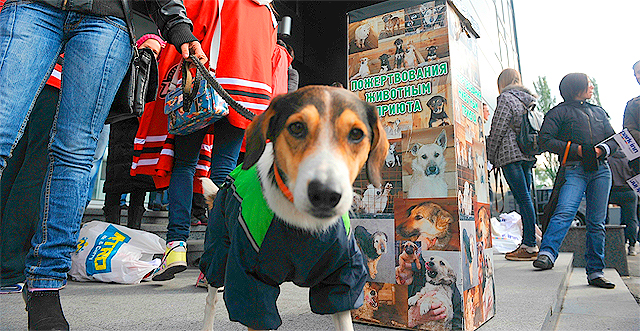 Для собачек приюта собрали более 6 тысяч гривен. Фото: пресс-служба ХК "Донбасс"