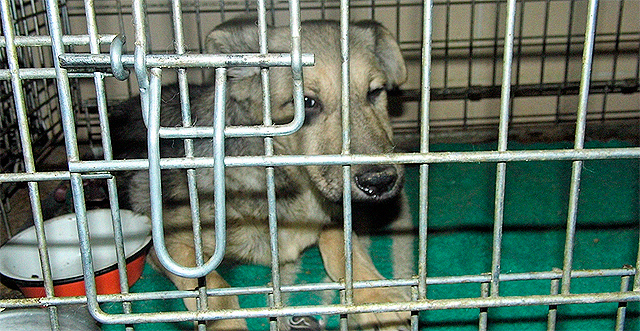 Новость - События - В Донецке открыли европейский приют для собак – с отапливаемыми вольерами, ветеринарами и кинологами
