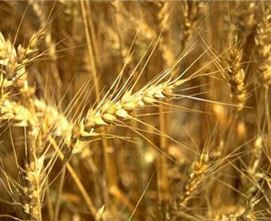 Зерновые не спасут ситуацию. Фото с сайта nikopol-online.info