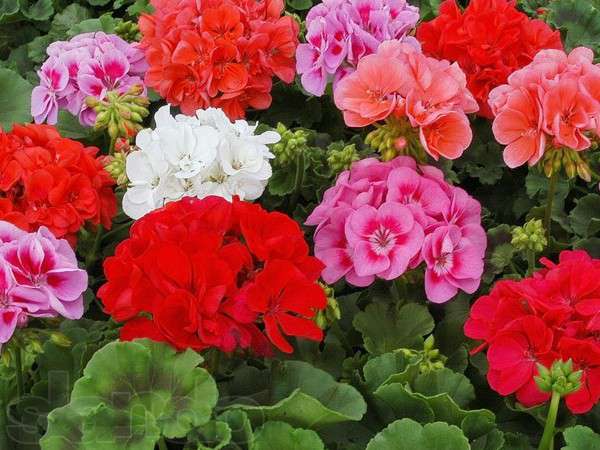 С 1 июня коммунальщики планируют начать высадку цветов в рамках подготовки к грандиозной цветочной выставке. Фото с сайта odessa.od.slando.ua