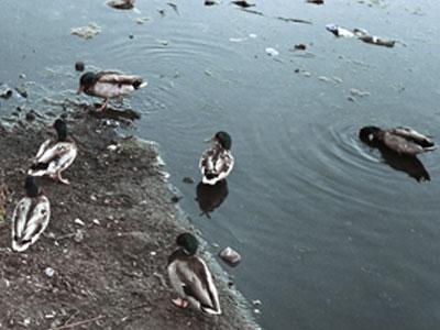 Сейчас на водоеме плавают лишь утки. Фото: donbass.ua