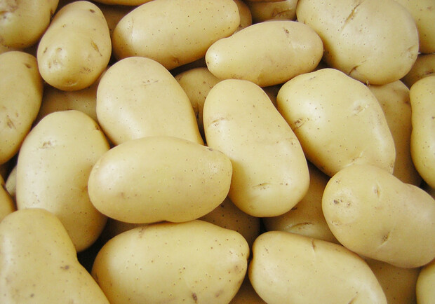 Сегодня картошку оптом можно найти и по 4,2 гривен. Фото: liandahang.cn